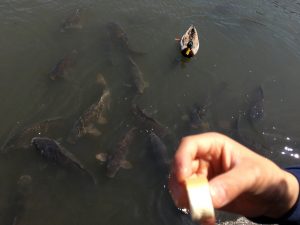 小石川後楽園鯉に餌を上げる